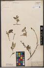 Foto von Salix wallichiana Andersson